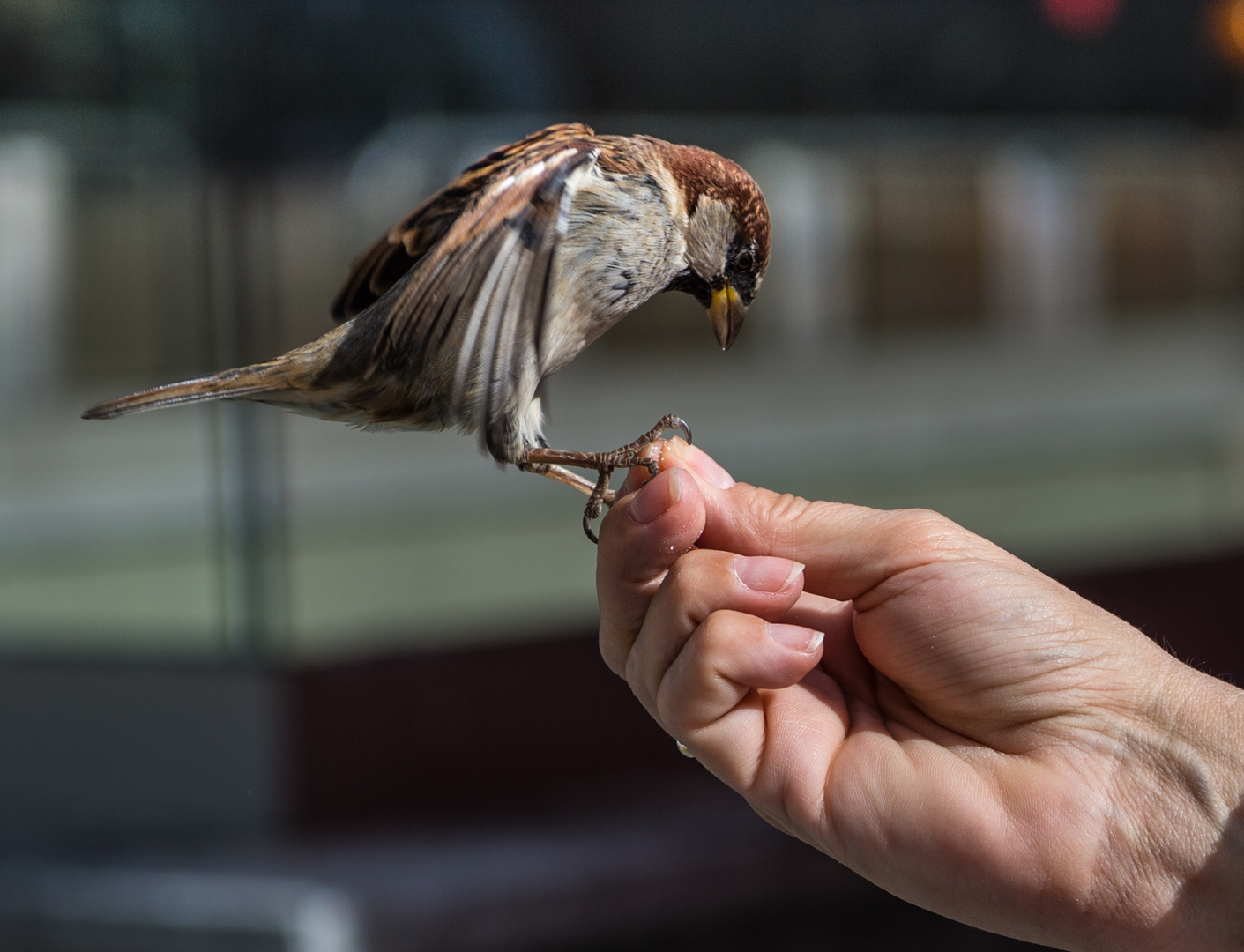 Noch ein Spatz                                                  DSC_3208