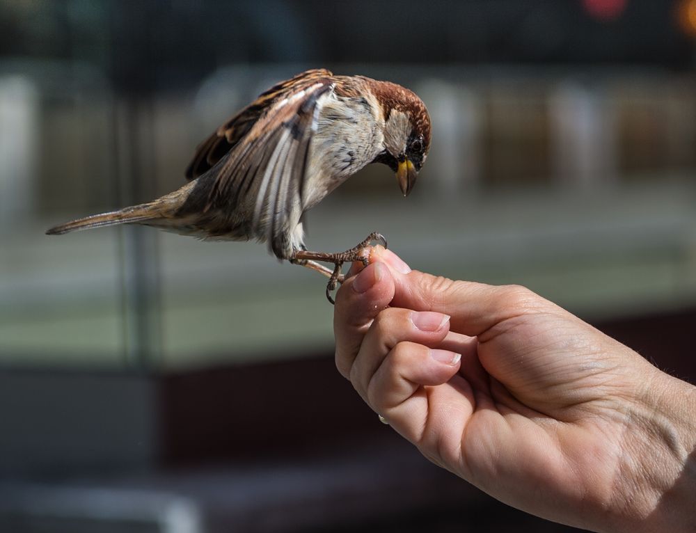 Noch ein Spatz                                                  DSC_3208