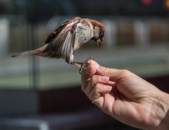 Noch ein Spatz                                                  DSC_3208