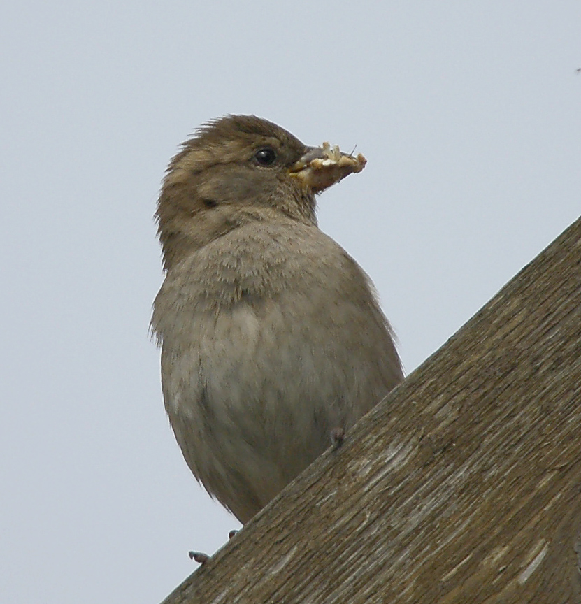 noch ein Spatz