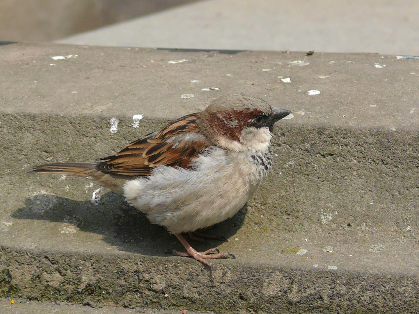 Noch ein Spatz in Dresden