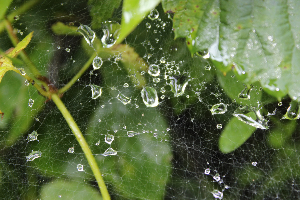 noch ein Spinnennetz mit Wasserperlen  