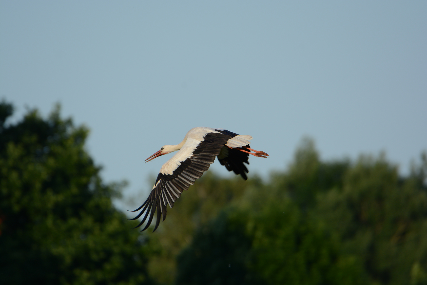 noch ein Storch...