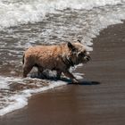 Noch ein Strandläufer