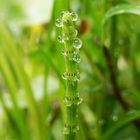 Noch ein Sumpf-Schachtelhalm (Equisetum palustre)