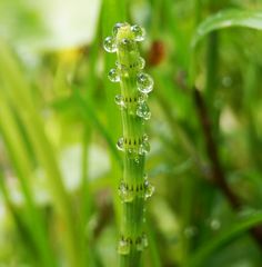 Noch ein Sumpf-Schachtelhalm (Equisetum palustre)