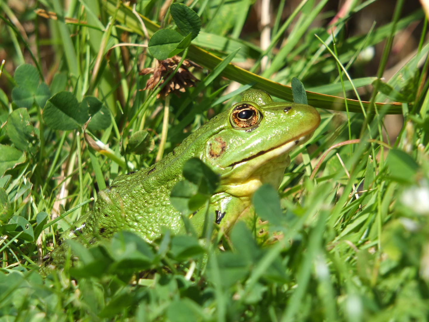 ....noch ein Teichfrosch