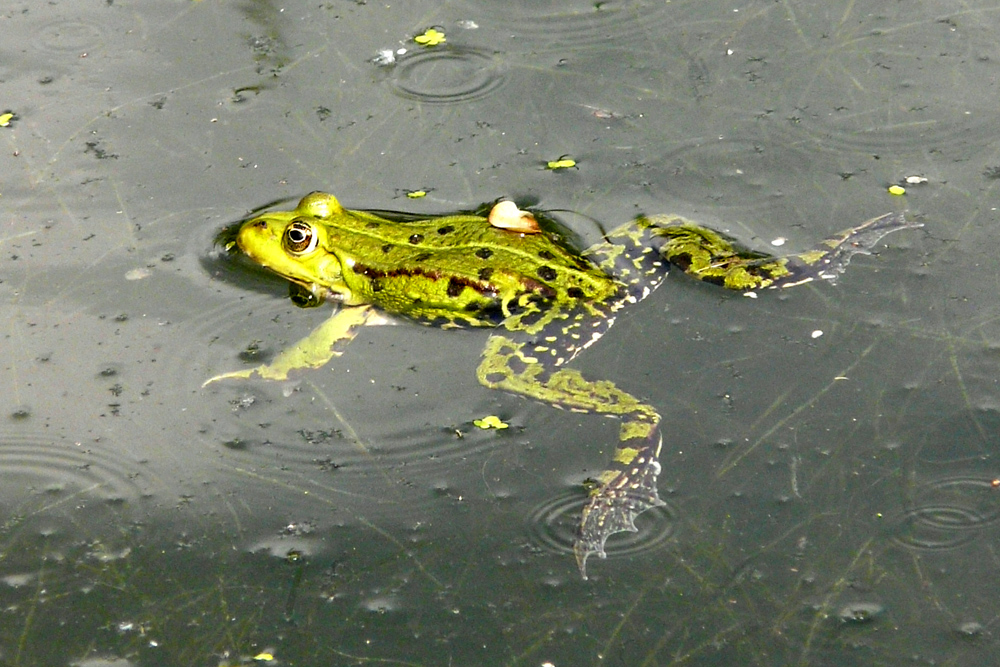 Noch ein "Teichfrosch"