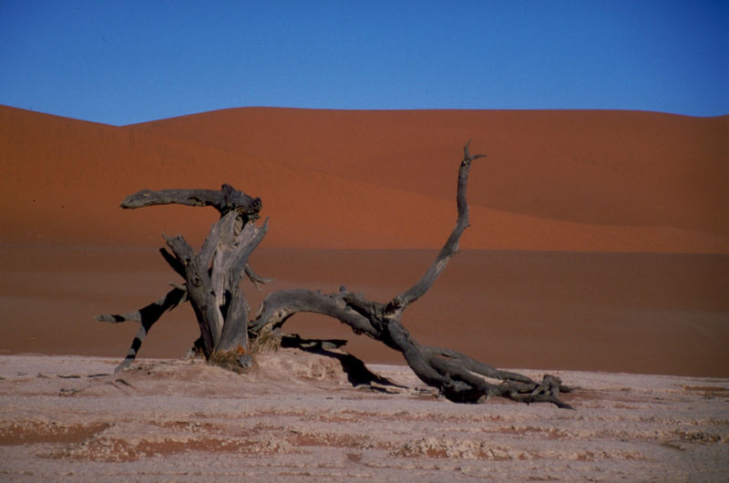 Noch ein toter Baum im Dead Vlej