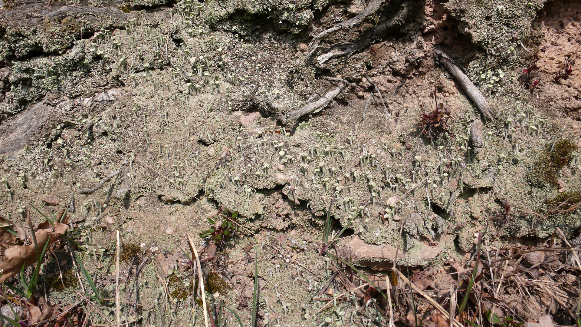 Noch ein Trompetenkonzert (1) - Cladonia sp. auf einem Erdhang . . .