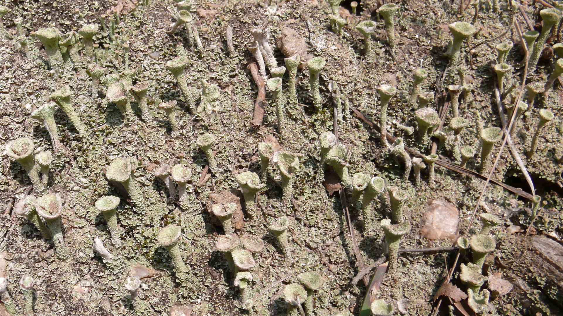 Noch ein Trompetenkonzert (2) - Cladonia sp. auf einem Erdhang