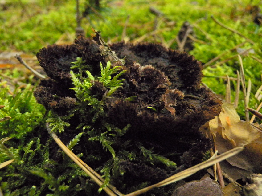 Noch ein unbekannter Pilz