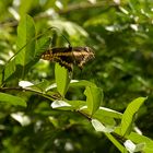 Noch ein unbekannter Schmetterling (Kuba)