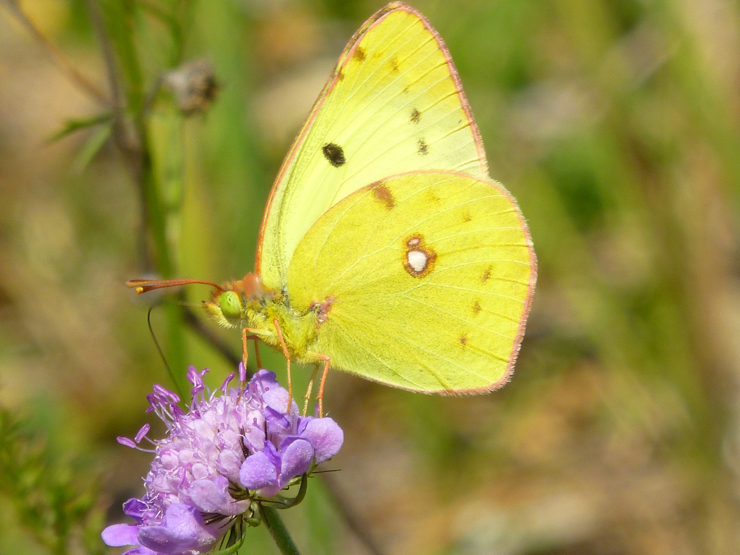 Noch ein Urlaubsschmetterling....