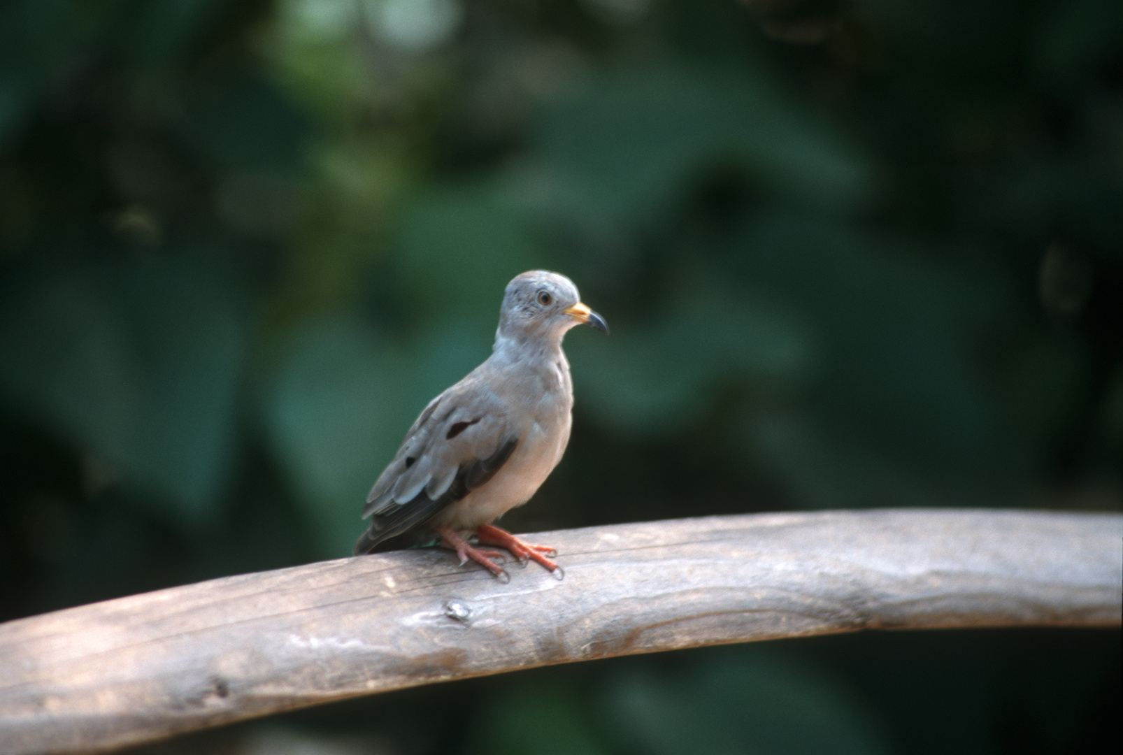 noch ein Vogel