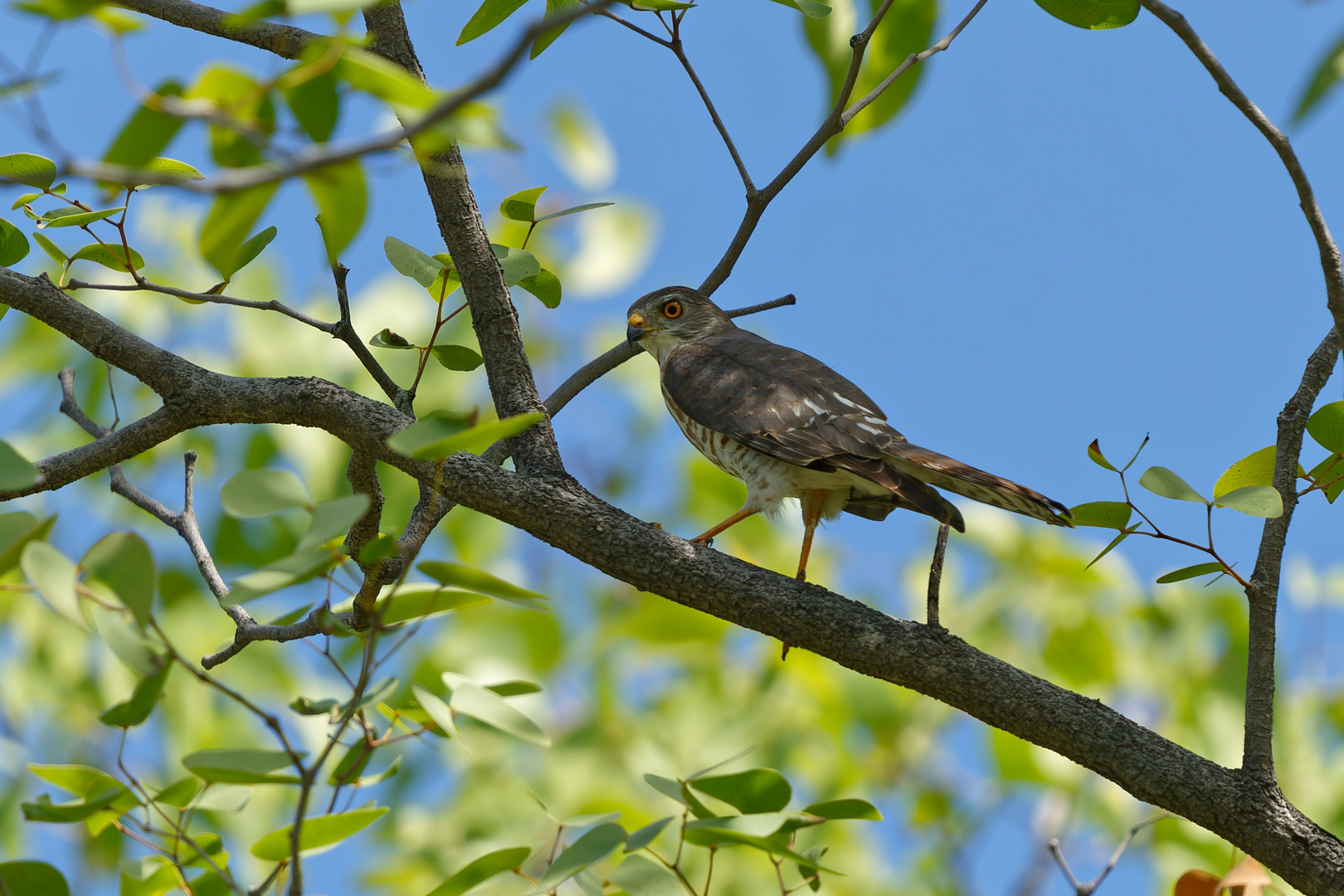 noch ein Vogel