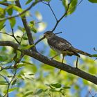 noch ein Vogel