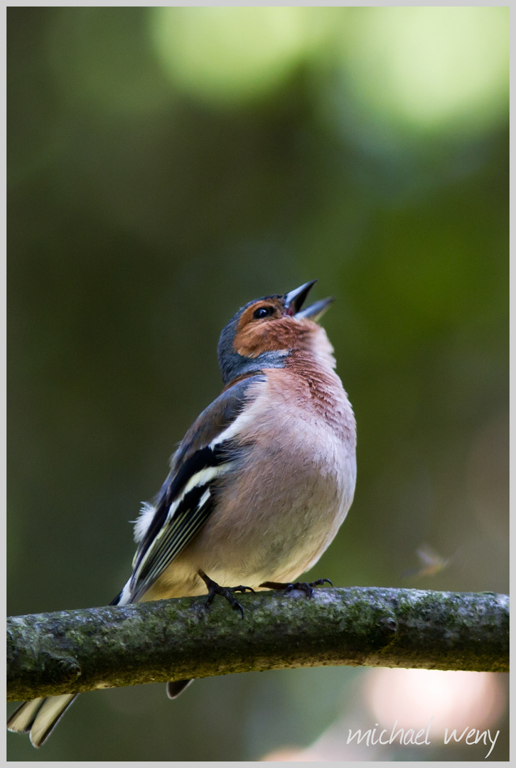 Noch ein Vogel