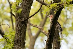 Noch ein Vogel