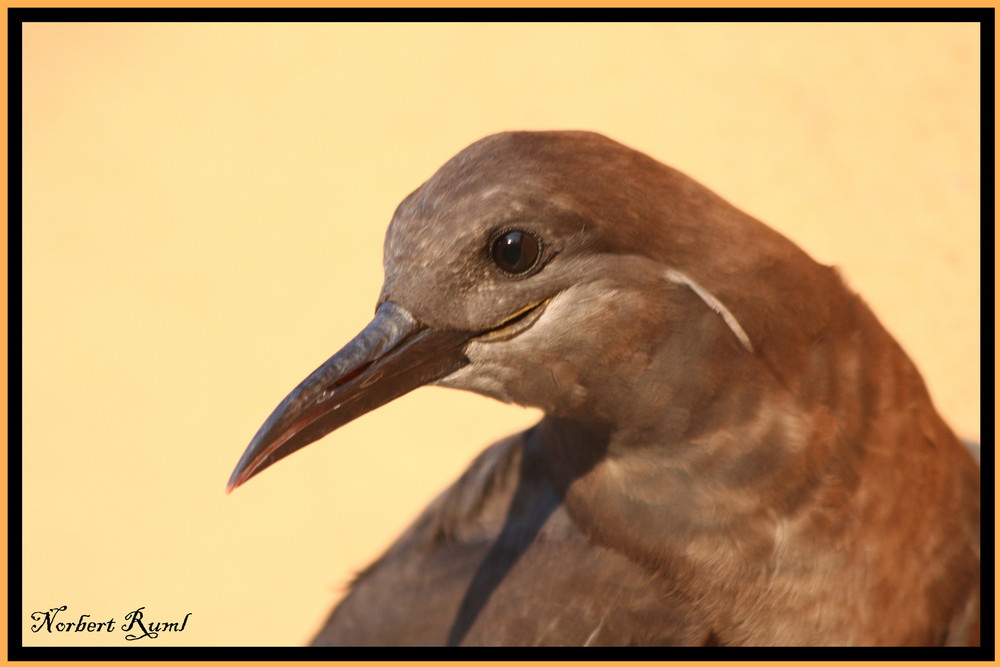 Noch ein Vogel