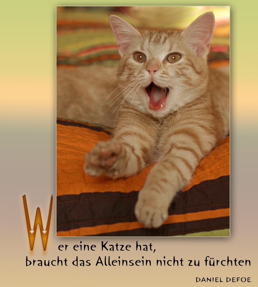 Noch ein wahrer Spruch.... Foto & Bild tiere, haustiere, katzen
