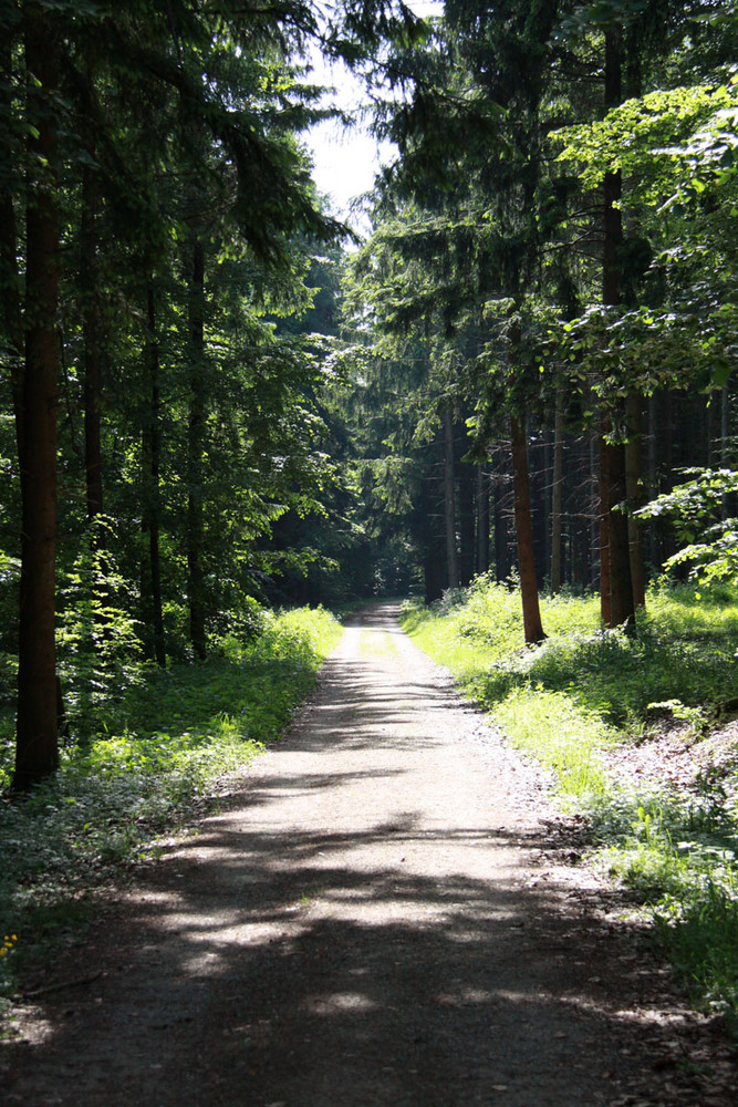 Noch ein Weg im Wald
