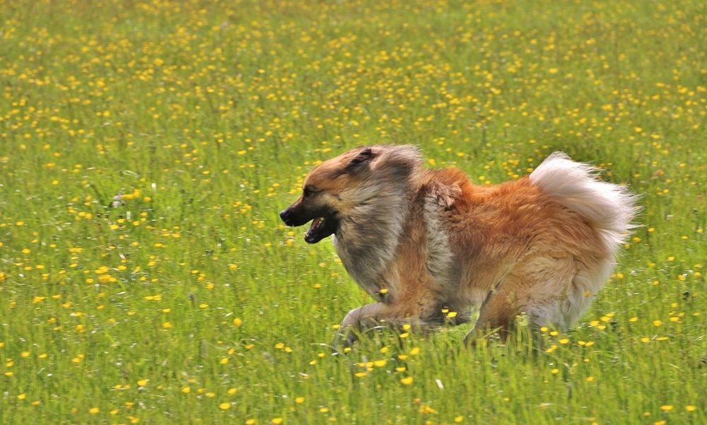 noch ein Wegbegleiter