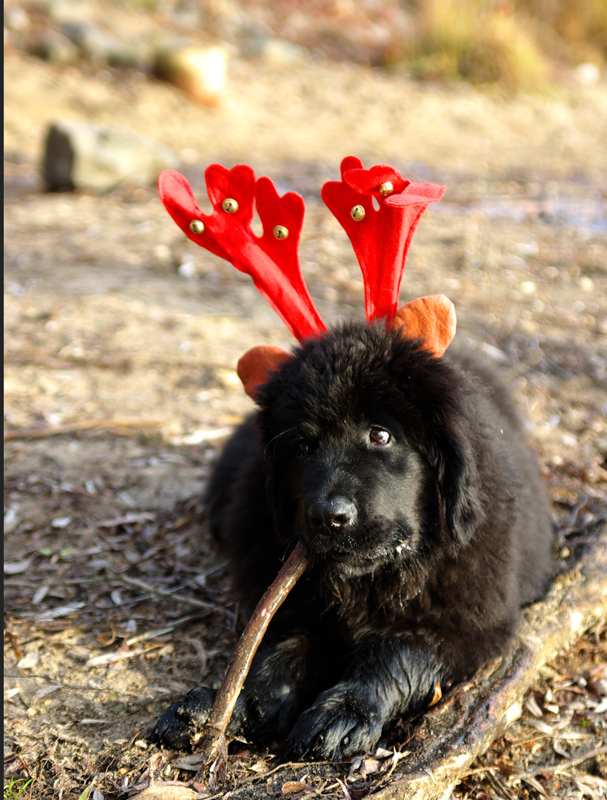 Noch ein Weihnachtsneufi.