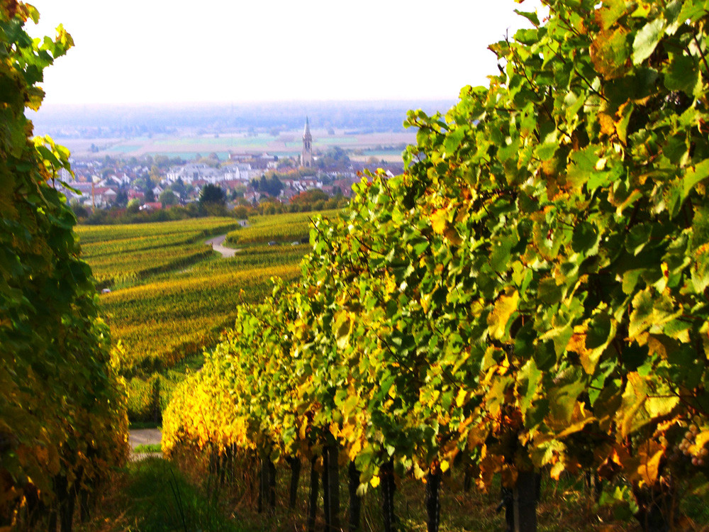 ....noch ein Weinberg