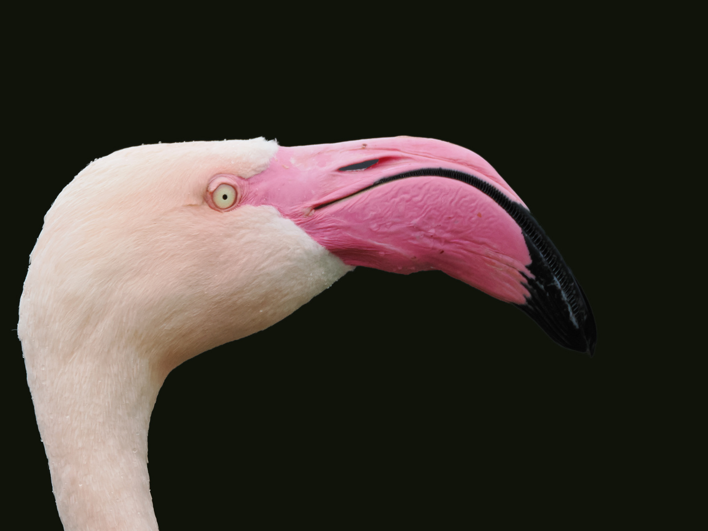 noch ein weiterer Flamingo....