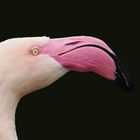 noch ein weiterer Flamingo....