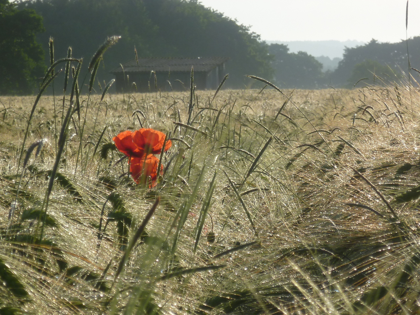 Noch ein wenig Sommer