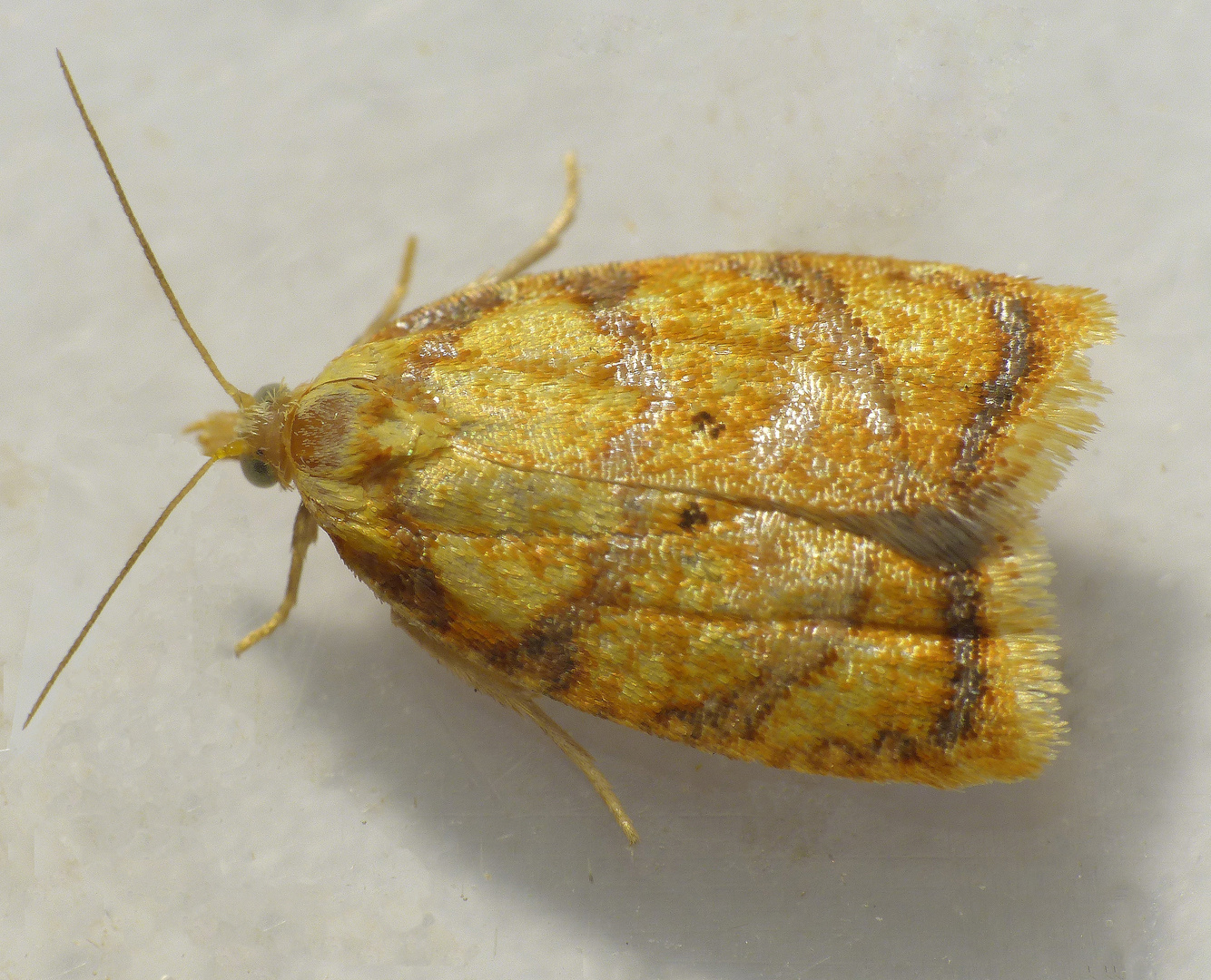 Noch ein Wickler - Acleris bergmanniana