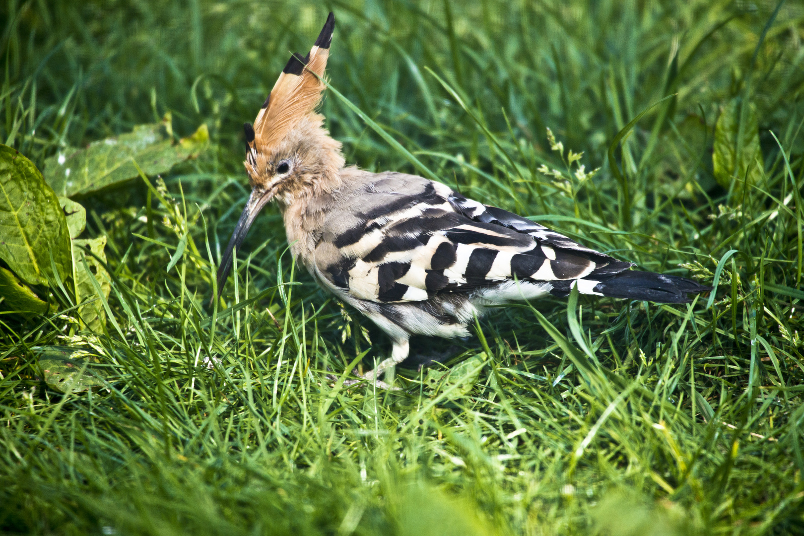 Noch ein Wiedehopf (Upupa epops)