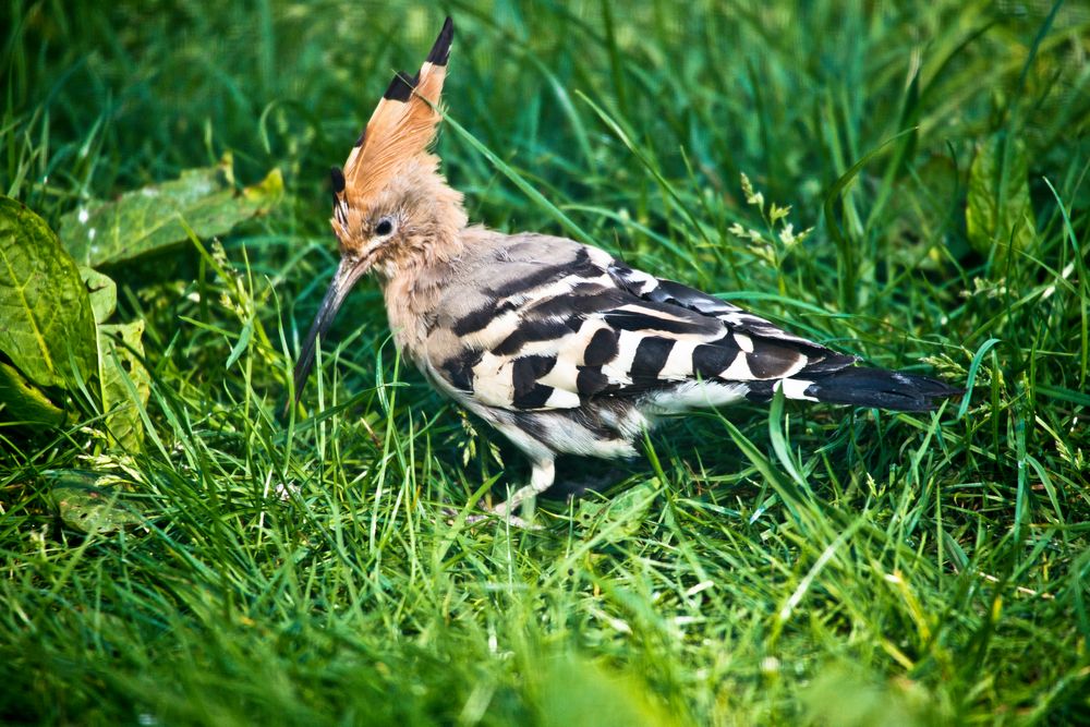 Noch ein Wiedehopf (Upupa epops)