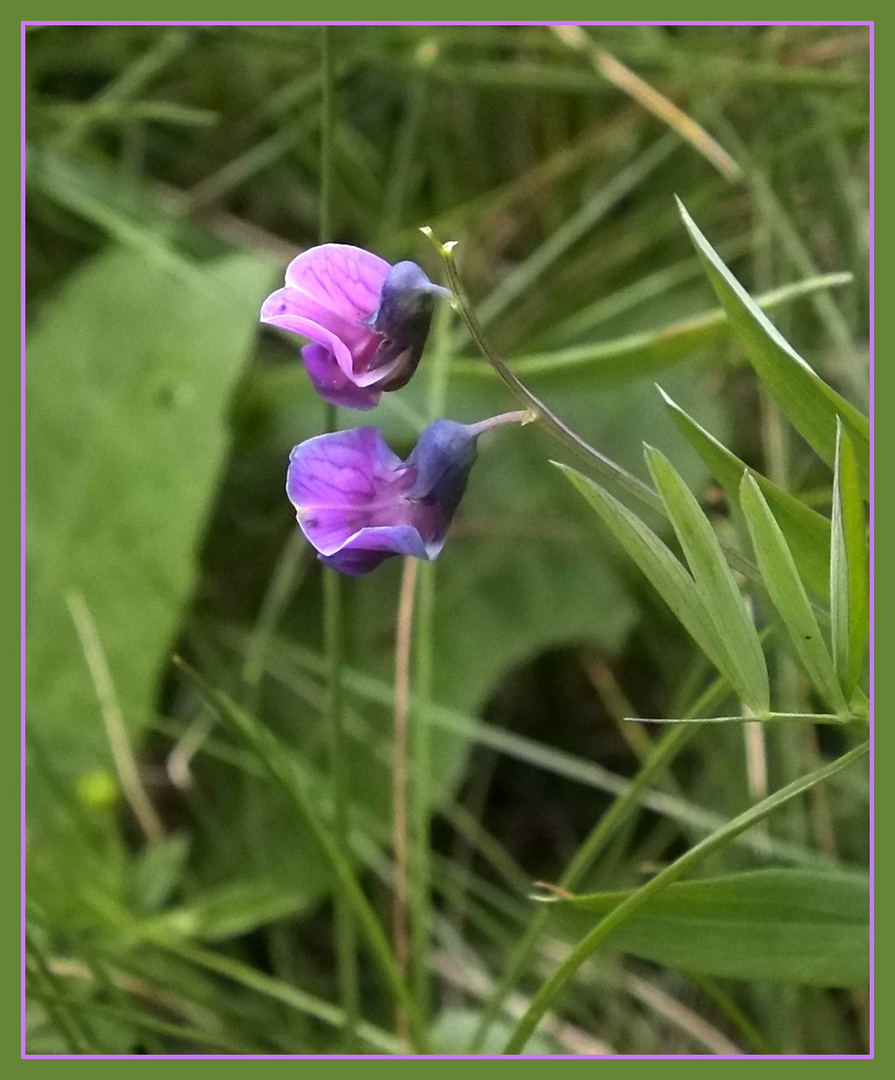 noch ein Wiesenblümchen