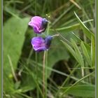 noch ein Wiesenblümchen