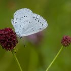 Noch ein Wiesenknopfbesucher