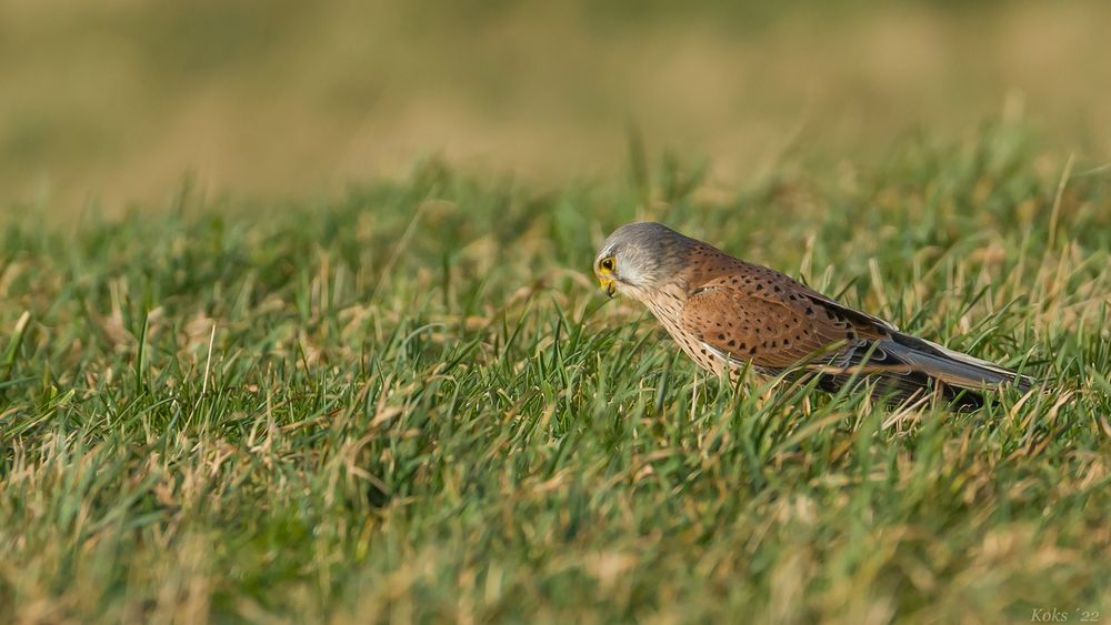 Noch ein Wiesenvogel