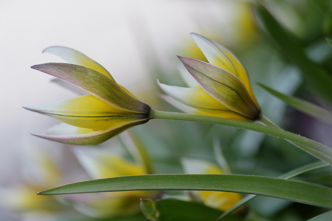 noch ein Wildtulpenfoto 