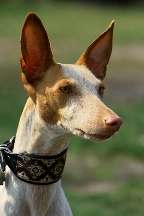 Noch ein Windhund - Podenco