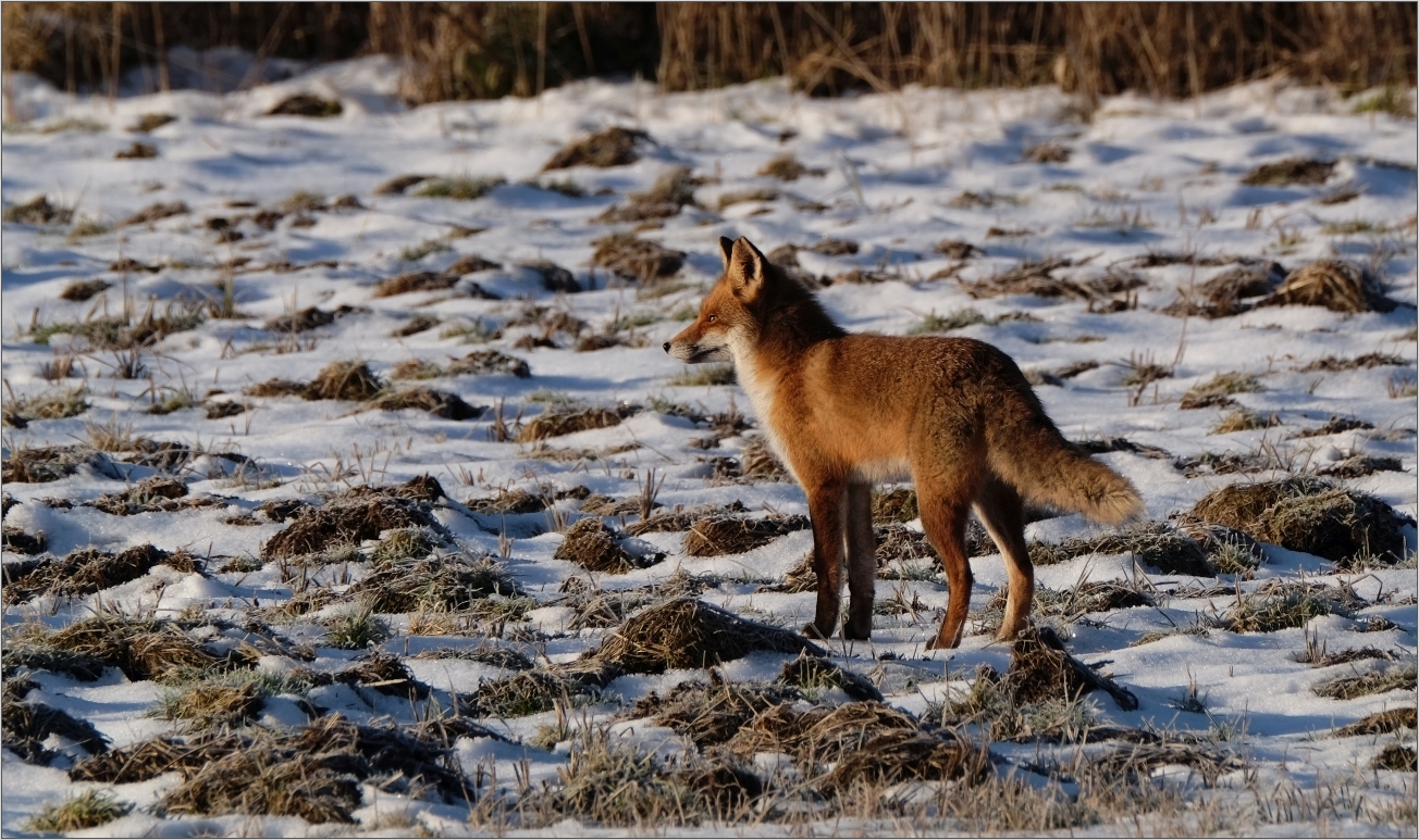 Noch ein Winterfuchs...