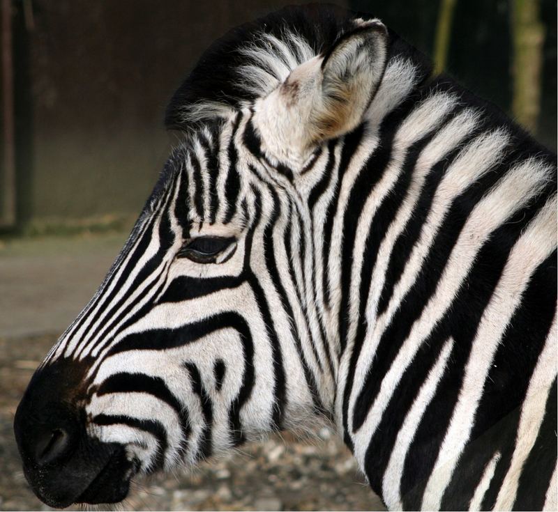 noch ein zebra......