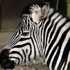 noch ein zebra......