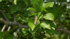 Noch ein Zipfelfalter: der selten gewordene Pflaumen-Zipfelfalter (Satyrium pruni), ...