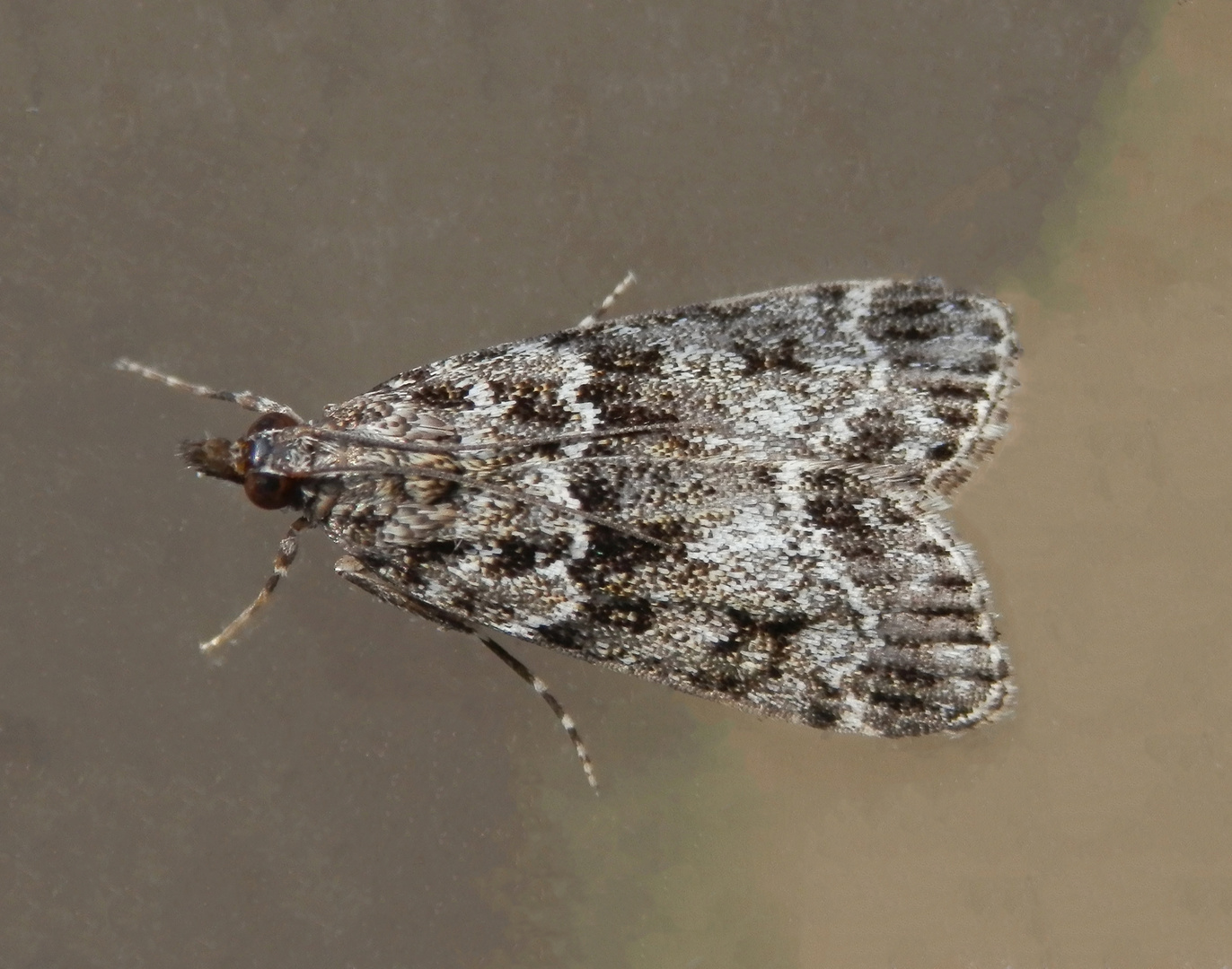 Noch ein Zünsler im Haus - Eudonia mercurella