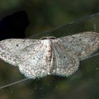 Noch ein Zwergspanner (Idaea seriata)