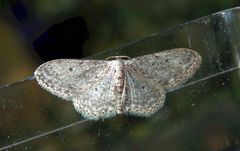 Noch ein Zwergspanner (Idaea seriata)