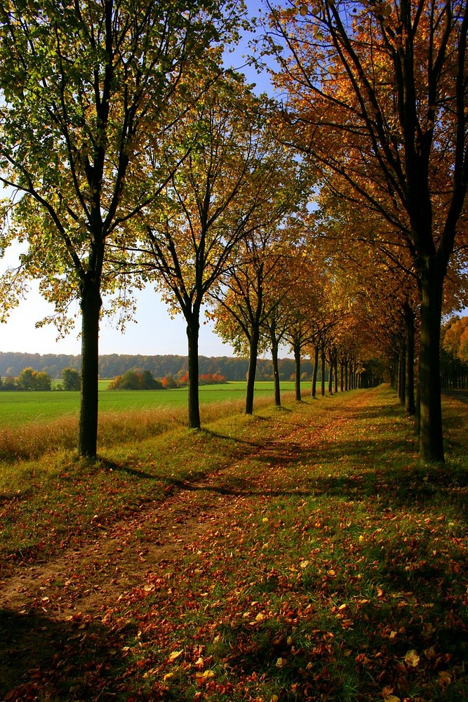 noch eine Allee