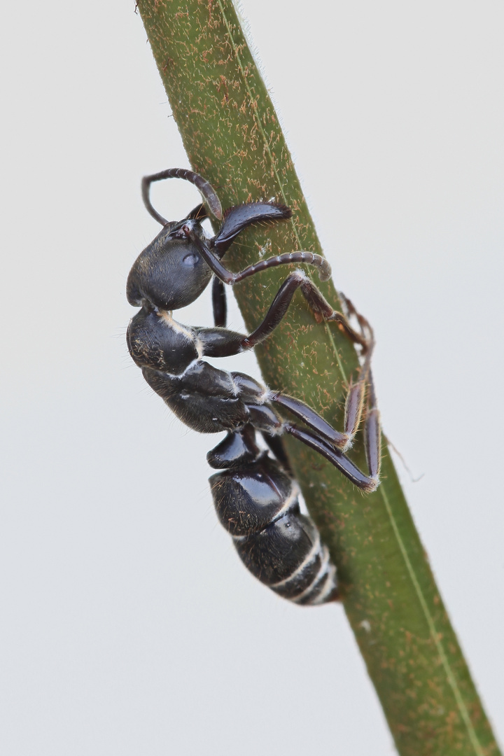 Noch eine Ameise befallen von Ophiocordyceps